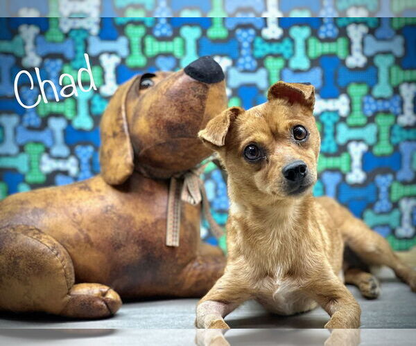 Medium Photo #3 Chihuahua-Unknown Mix Puppy For Sale in Arcadia, FL, USA