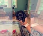 Small Photo #1 Dachshund Puppy For Sale in DUNN, NC, USA