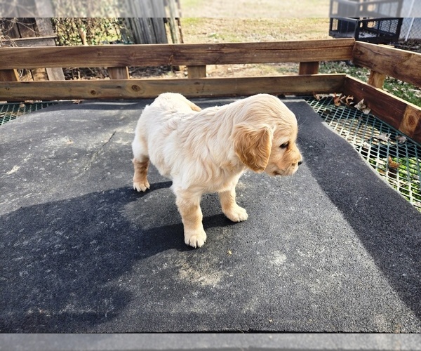 Medium Photo #4 Golden Retriever Puppy For Sale in LEON, KS, USA