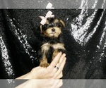 Small #1 Morkie