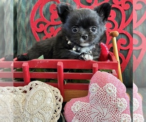 Chihuahua Puppy for sale in NEWVILLE, PA, USA