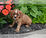 Puppy Danise Cavalier King Charles Spaniel