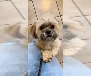 Geoffrey David - Male Shih Tzu Dog for Adoption - Photo #7