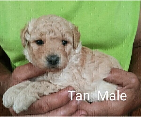 Medium Photo #1 Goldendoodle mix (+ Poodle Miniature) Puppy For Sale in NORTH LIBERTY, IN, USA