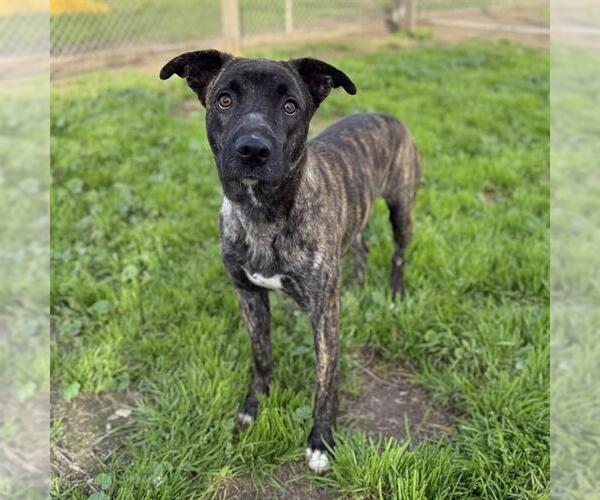 Medium Photo #2 Mutt Puppy For Sale in Modesto, CA, USA