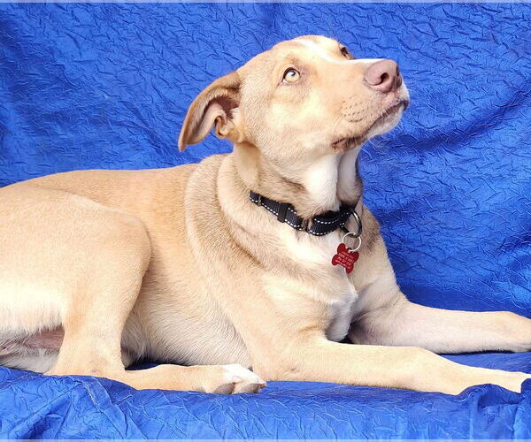 Medium Photo #4 Greyhound-Labrador Retriever Mix Puppy For Sale in Cuba, NY, USA