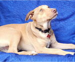 Small #3 Greyhound-Labrador Retriever Mix