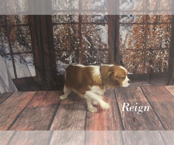 Medium Photo #13 Cavalier King Charles Spaniel Puppy For Sale in CHANUTE, KS, USA