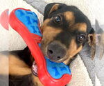 Small #1 Doberman Pinscher-Labrador Retriever Mix