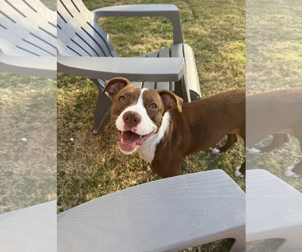 Medium Photo #3 Mutt Puppy For Sale in Holly Springs, NC, USA