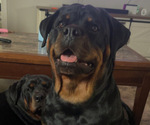 Small Rottweiler