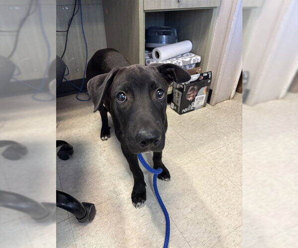Medium Photo #1 Labrador Retriever-Unknown Mix Puppy For Sale in Plano, TX, USA