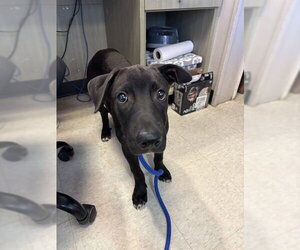 Labrador Retriever-Unknown Mix Dogs for adoption in Plano, TX, USA