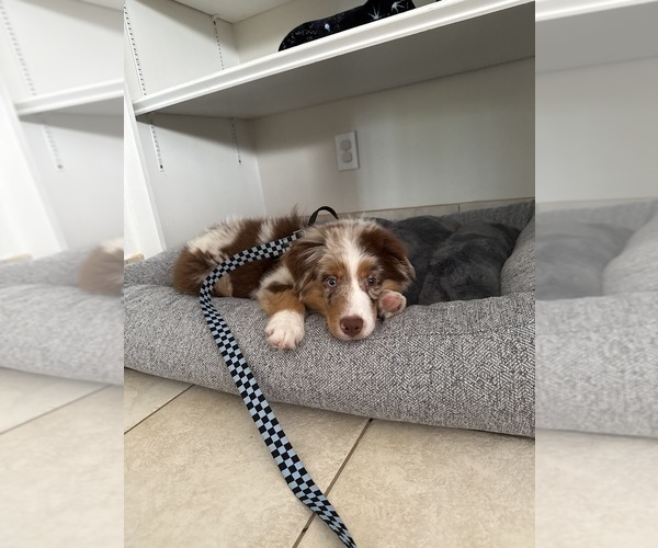 Medium Photo #4 Miniature Australian Shepherd Puppy For Sale in JACKSONVILLE, FL, USA