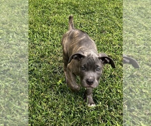 Medium Cane Corso