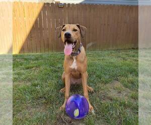 RHODIE - Male American Staffordshire Terrier-Unknown Mix Dog for Adoption - Photo #6