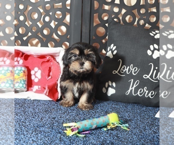 Medium Photo #2 Shorkie Tzu Puppy For Sale in MOUNT VERNON, OH, USA