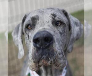 Great Dane Dogs for adoption in San Antonio, TX, USA