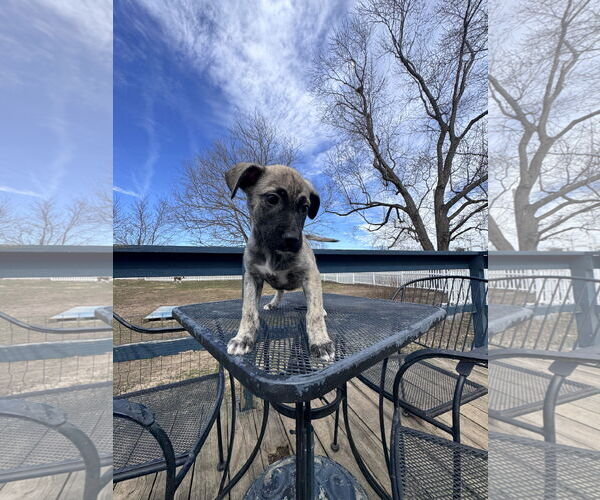 Medium Photo #2 German Shepherd Dog-Unknown Mix Puppy For Sale in Columbus, IN, USA