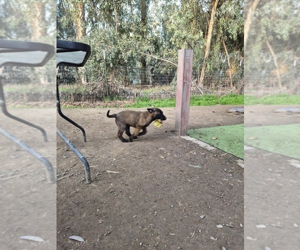 Medium Photo #4 Belgian Malinois Puppy For Sale in DIXON, CA, USA