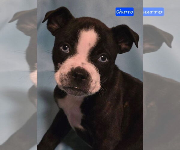 Medium Photo #1 Boston Terrier-Unknown Mix Puppy For Sale in Alexander, AR, USA