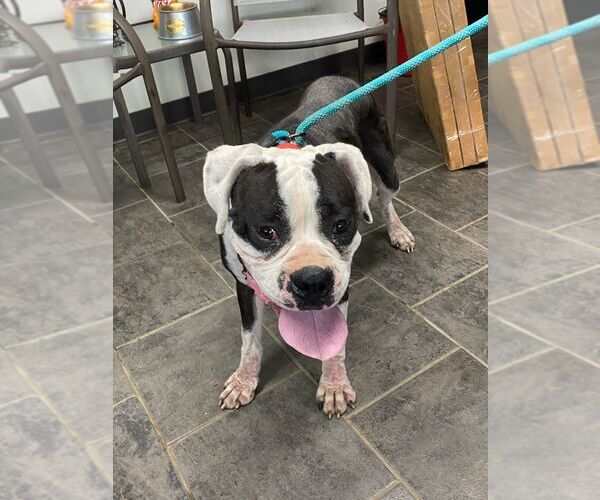 Medium Photo #9 Boxer Puppy For Sale in Burnsville, MN, USA
