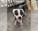 Small #8 Boxer