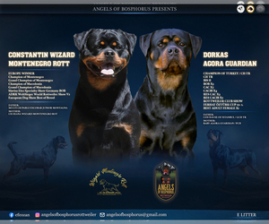 Rottweiler Puppy for sale in Podgorica, Podgorica, Montenegro