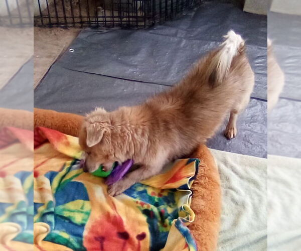 Medium Photo #2 Dachshund-Unknown Mix Puppy For Sale in Apple Valley, CA, USA