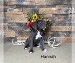 Small Photo #3 Cane Corso Puppy For Sale in MASON, IL, USA