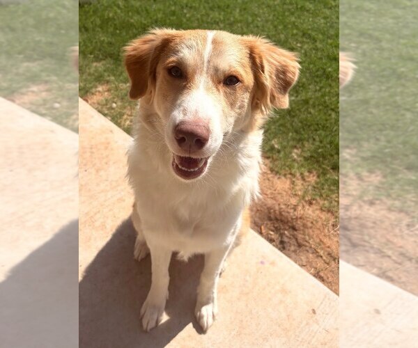 Medium Photo #1 Australian Shepherd-Unknown Mix Puppy For Sale in Tabernash, CO, USA