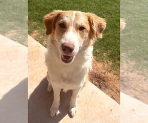 Australian Shepherd-Unknown Mix Dogs for adoption in Tabernash, CO, USA