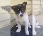 Puppy 1 Pomsky