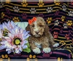 Small Photo #6 Miniature Labradoodle Puppy For Sale in KIRKWOOD, PA, USA