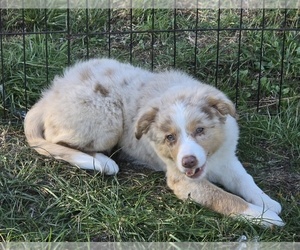 Medium Miniature Australian Shepherd