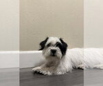 Small #7 Shih Tzu Mix