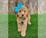 Small #2 Goldendoodle