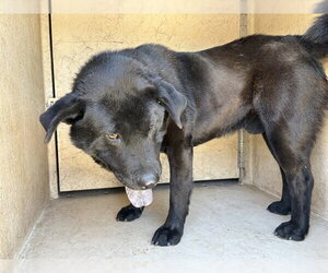 Chow Chow-Unknown Mix Dogs for adoption in Oklahoma City, OK, USA