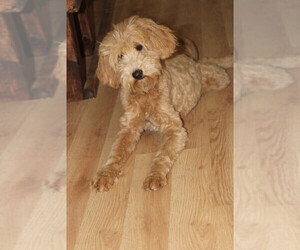 Mother of the Goldendoodle puppies born on 07/16/2021
