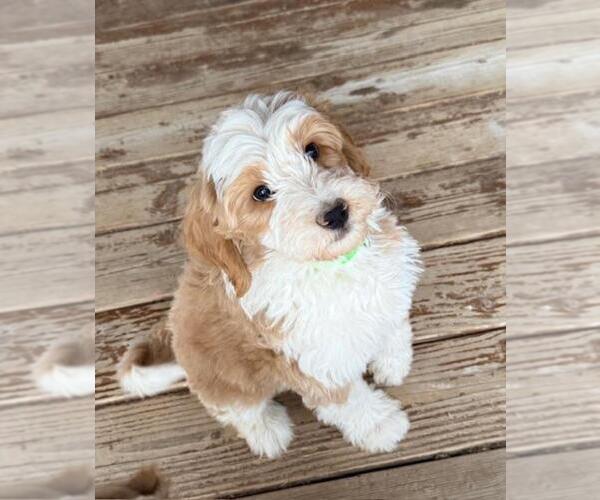 Medium Photo #1 Aussiedoodle Miniature  Puppy For Sale in ANTHEM, AZ, USA