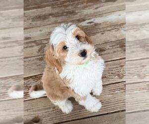 Aussiedoodle Miniature  Puppy for Sale in ANTHEM, Arizona USA