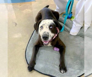 Catahoula Leopard Dog-Great Dane Mix Dogs for adoption in Alexander, AR, USA