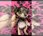 Small Photo #19 Chihuahua Puppy For Sale in MARIETTA, GA, USA