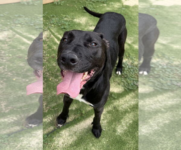 Medium Photo #1 Labrador Retriever-Unknown Mix Puppy For Sale in The Woodlands, TX, USA