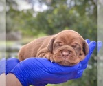 Puppy Puppy 5 Cocker-Pei