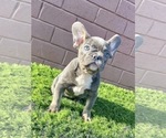 Small Photo #42 French Bulldog Puppy For Sale in DENVER, CO, USA