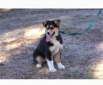 Small #1 Australian Shepherd