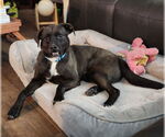 Small #10 Labrador Retriever Mix