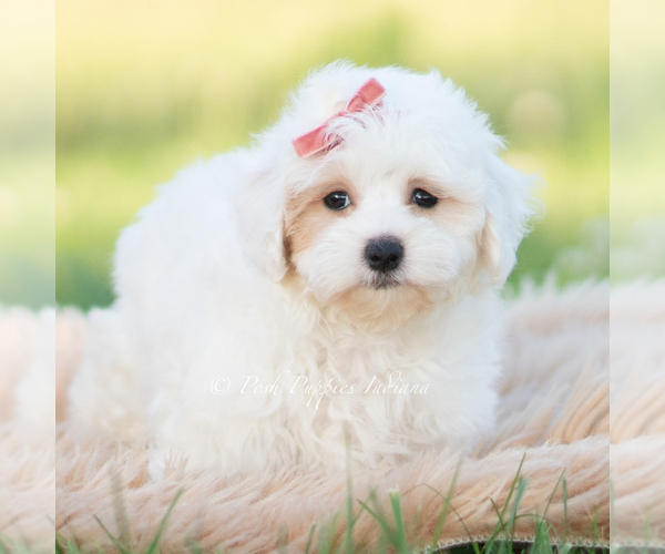 Medium Photo #109 Maltipoo (Miniature) Puppy For Sale in WARSAW, IN, USA