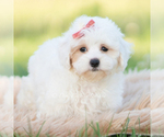 Small Photo #109 Maltipoo (Miniature) Puppy For Sale in WARSAW, IN, USA